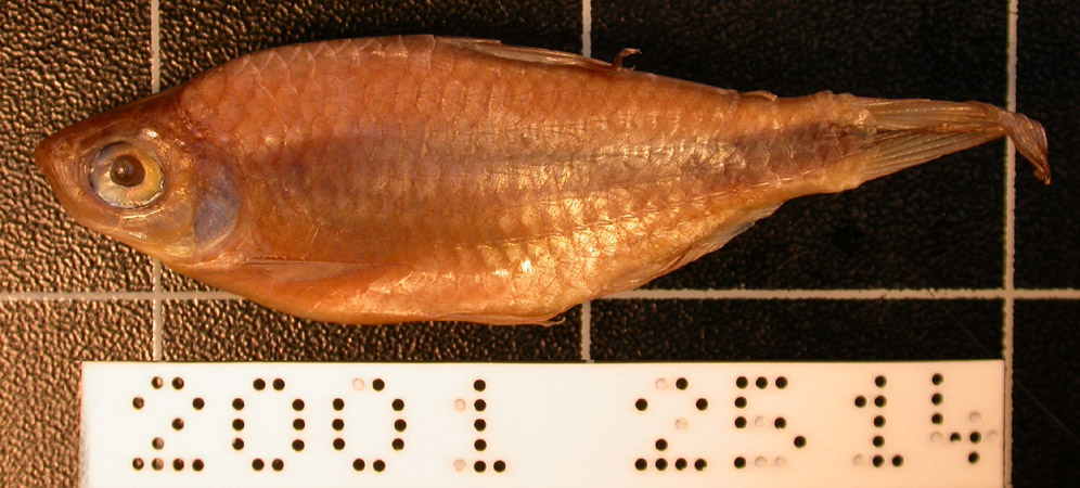 Brycinus longipinnis (Günther, 1864)